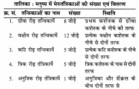 RBSE Solutions for Class 12 Biology Chapter 26 मानव का तंत्रिका तंत्र 6