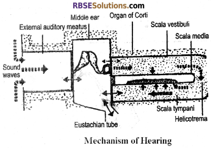 RBSE Solutions for Class 12 Biology Chapter 27 Man-Sensory Organs (Sense Organs) img 1