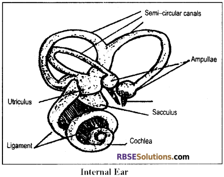 RBSE Solutions for Class 12 Biology Chapter 27 Man-Sensory Organs (Sense Organs) img 2