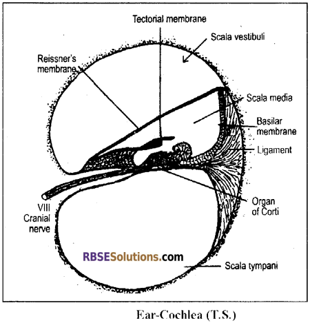 RBSE Solutions for Class 12 Biology Chapter 27 Man-Sensory Organs (Sense Organs) img 3