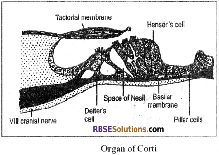 RBSE Solutions for Class 12 Biology Chapter 27 Man-Sensory Organs (Sense Organs) img 4