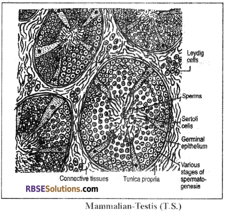 RBSE Solutions for Class 12 Biology Chapter 28 Man-Reproductive System img 2