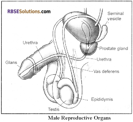 RBSE Solutions for Class 12 Biology Chapter 28 Man-Reproductive System img 3