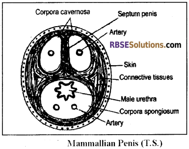 RBSE Solutions for Class 12 Biology Chapter 28 Man-Reproductive System img 4