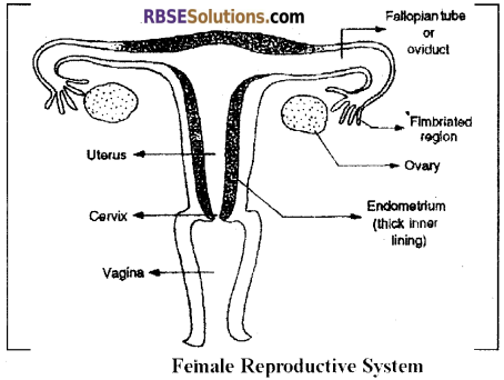 RBSE Solutions for Class 12 Biology Chapter 28 Man-Reproductive System img 5
