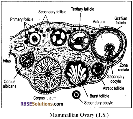 RBSE Solutions for Class 12 Biology Chapter 28 Man-Reproductive System img 6