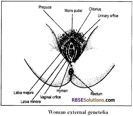 RBSE Solutions for Class 12 Biology Chapter 28 Man-Reproductive System img 7