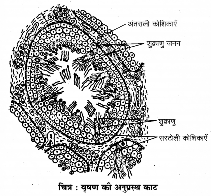 RBSE Solutions for Class 12 Biology Chapter 28 मानव का जनन तंत्र 2