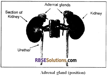 RBSE Solutions for Class 12 Biology Chapter 29 Man-Chemical Coordination img 2