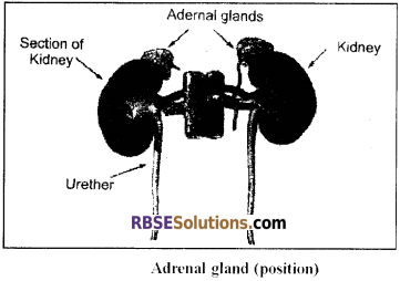 RBSE Solutions for Class 12 Biology Chapter 29 Man-Chemical Coordination img 5