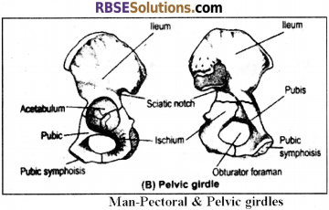 RBSE Solutions for Class 12 Biology Chapter 30 Man-Movement & Locomotion img 10