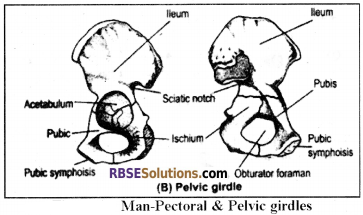 RBSE Solutions for Class 12 Biology Chapter 30 Man-Movement & Locomotion img 3