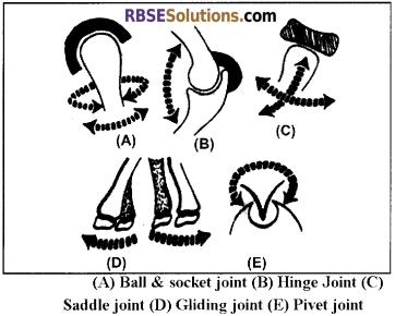 RBSE Solutions for Class 12 Biology Chapter 30 Man-Movement & Locomotion img 6