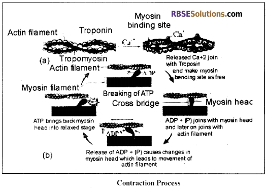 RBSE Solutions for Class 12 Biology Chapter 30 Man-Movement & Locomotion img 8