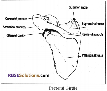 RBSE Solutions for Class 12 Biology Chapter 30 Man-Movement & Locomotion img 9