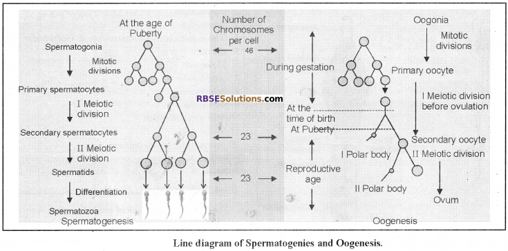RBSE Solutions for Class 12 Biology Chapter 31 Man-Gametogenesis img 3