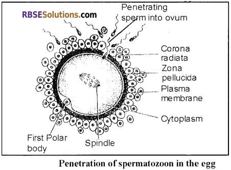 RBSE Solutions for Class 12 Biology Chapter 32 Man-Fertilization img 3