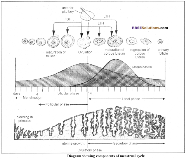 RBSE Solutions for Class 12 Biology Chapter 34 Menstrual Cycle in Woman img 1