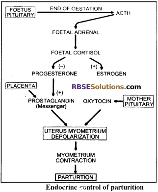 RBSE Solutions for Class 12 Biology Chapter 34 Menstrual Cycle in Woman img 2