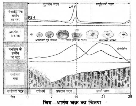 RBSE Solutions for Class 12 Biology Chapter 34 मानव में आर्तव चक्र 1