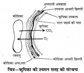 RBSE Solutions for Class 12 Biology Chapter 34 मानव में आर्तव चक्र 2