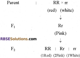 RBSE Solutions for Class 12 Biology Chapter 35 Mendel’s Law of Inheritance img 4