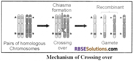 RBSE Solutions for Class 12 Biology Chapter 36 Man-Chromosomal Aberrations img 6