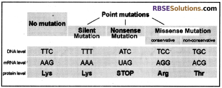 RBSE Solutions for Class 12 Biology Chapter 37 Mutations img 1