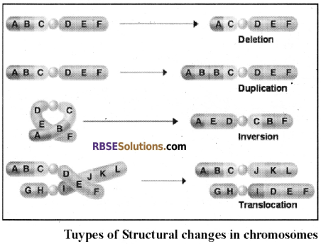 RBSE Solutions for Class 12 Biology Chapter 37 Mutations img 2