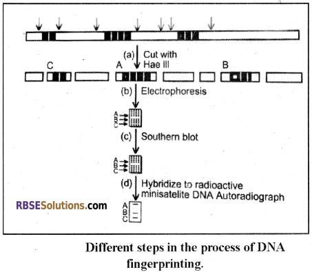 RBSE Solutions for Class 12 Biology Chapter 37 Mutations img 4