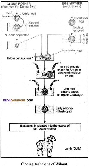 RBSE Solutions for Class 12 Biology Chapter 37 Mutations img 5