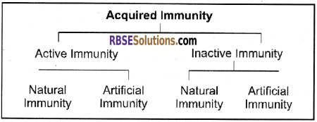 RBSE Solutions for Class 12 Biology Chapter 39 Immune System img 2