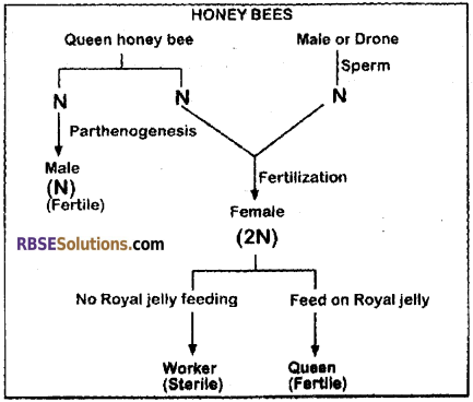 RBSE Solutions for Class 12 Biology Chapter 41 Domestication, Culture & Economic Importance of Animals img 1