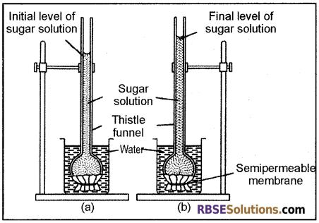 RBSE Solutions for Class 12 Biology Chapter 5 Plant Water Relations 4