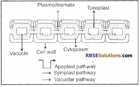 RBSE Solutions for Class 12 Biology Chapter 6 Absorption of Water and Ascent of Sap in Plants 1