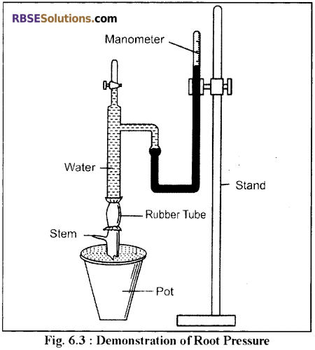 RBSE Solutions for Class 12 Biology Chapter 6 Absorption of Water and Ascent of Sap in Plants 2