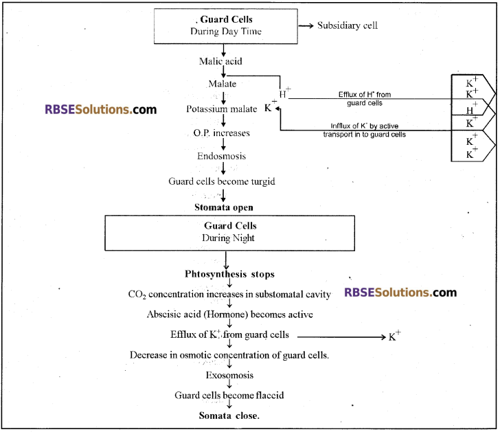 RBSE Solutions for Class 12 Biology Chapter 7 Transpiration 5