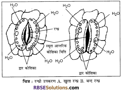 RBSE Solutions for Class 12 Biology Chapter 7 वाष्पोत्सर्जन व बिन्दुस्राव 1