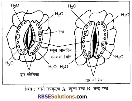 RBSE Solutions for Class 12 Biology Chapter 7 वाष्पोत्सर्जन व बिन्दुस्राव 5