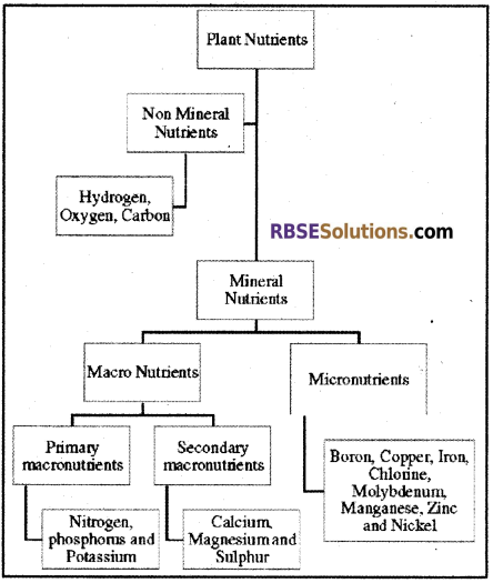RBSE Solutions for Class 12 Biology Chapter 8 Mineral Nutrition in Plants 2