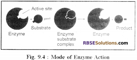 RBSE Solutions for Class 12 Biology Chapter 9 Enzymes 2
