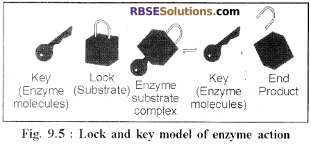 RBSE Solutions for Class 12 Biology Chapter 9 Enzymes 3
