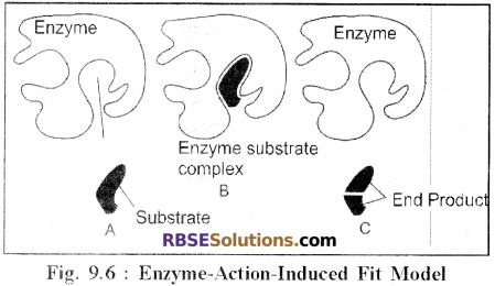 RBSE Solutions for Class 12 Biology Chapter 9 Enzymes 4