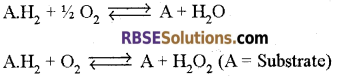 RBSE Solutions for Class 12 Biology Chapter 9 Enzymes 6
