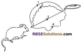 RBSE Solutions for Class 6 Maths Chapter 8 Basic Geometrical Concepts and Shapes In Text Exercise image 1