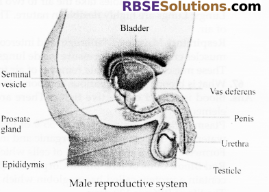 RBSE Solutions for Class 10 Science Chapter 2 Human System image - 1