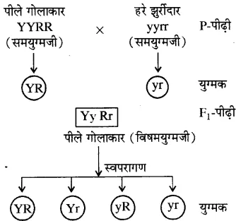 RBSE Solutions for Class 10 Science Chapter 3 आनुवंशिकी image - 15