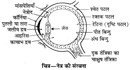 RBSE Solutions for Class 10 Science Chapter 9 प्रकाश image - 71