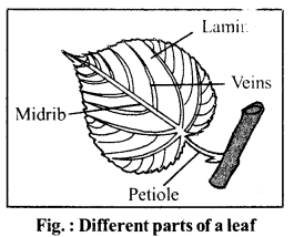 RBSE Solutions for Class 6 Science Chapter 9 Types and Parts of Plants image 1