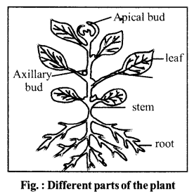 RBSE Solutions for Class 6 Science Chapter 9 Types and Parts of Plants image 2